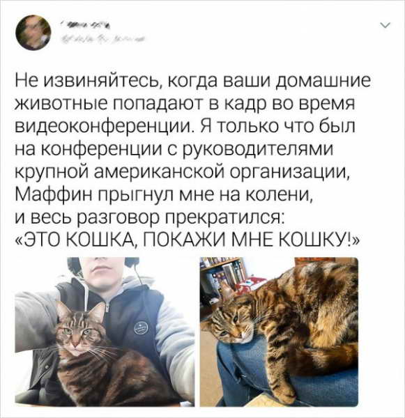 Всем нужны кошки Всем нужны кошки