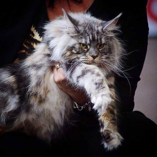 кошка