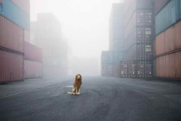 Симба вернулся!
