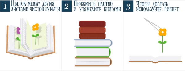 как сушить в книге гербарий