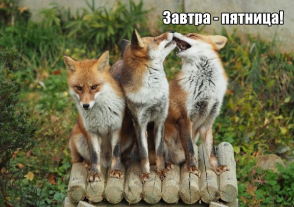 Трынделка - 09.07.2020