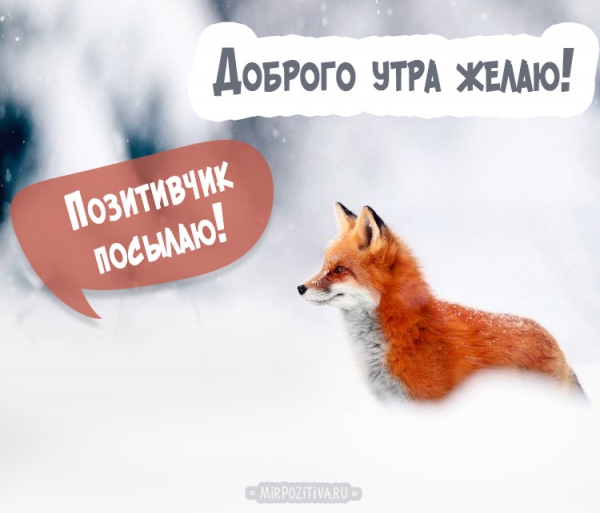 рыжая плутовка