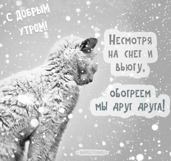 котик и пурга