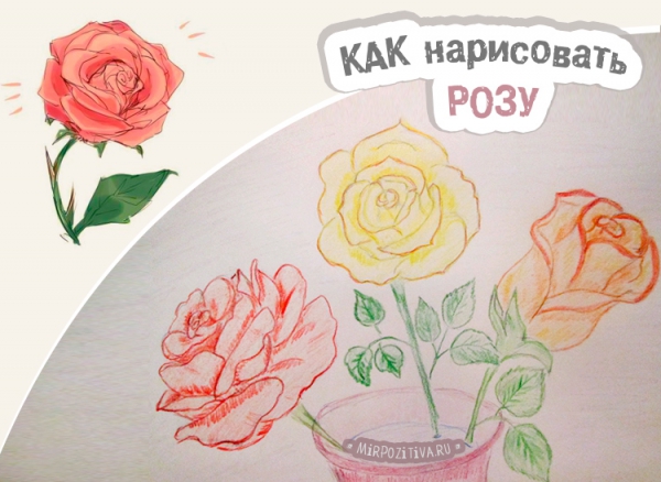 розочка