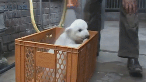  GIF