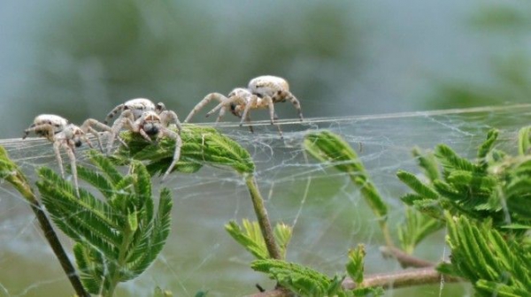 Stegodyphus dumicola исследование лонгрид пауки