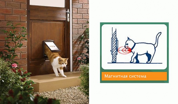Дверца открывается, когда кошка находится рядом