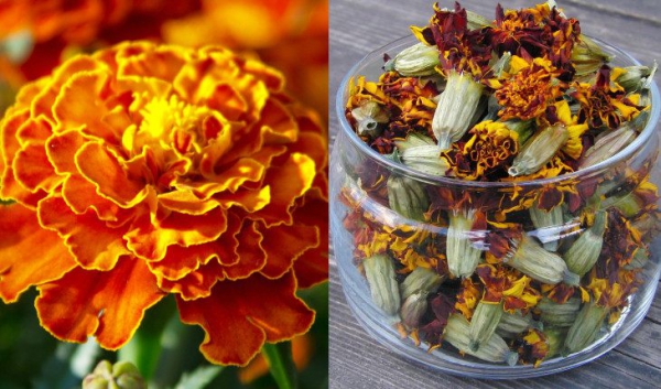 Цветки бархатцев