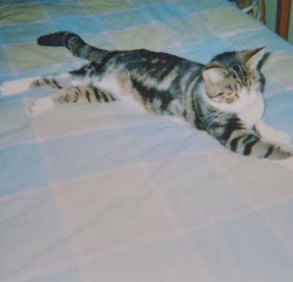 Кошка вернулась домой после 13 лет отсутствия кошка Бу