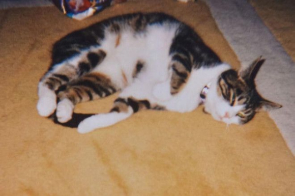 Кошка вернулась домой после 13 лет отсутствия кошка Бу