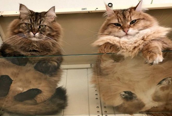 Каждому котовладельцу нужен стеклянный столик ;-)