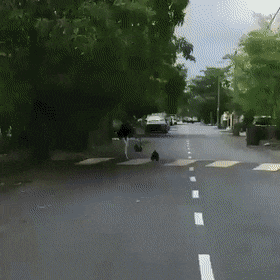 Нападение агрессивного петуха