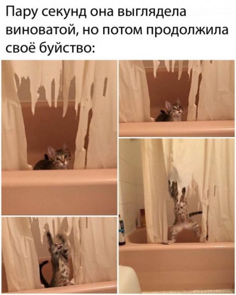 Подборка картинок. Вечерний выпуск (34 фото) - 11.02.2020 Подборка картинок. Вечерний выпуск (34 фото) - 11.02.2020