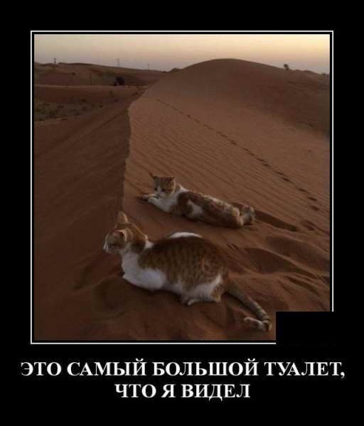 Демотиватор про туалет