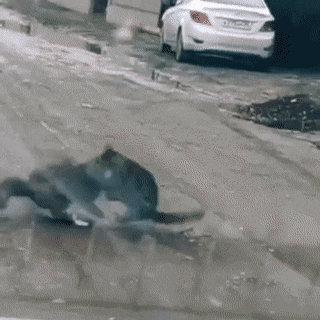 Драка двух котов