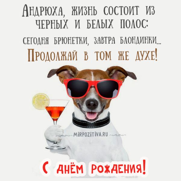 собака поднимает тост за Андрюху