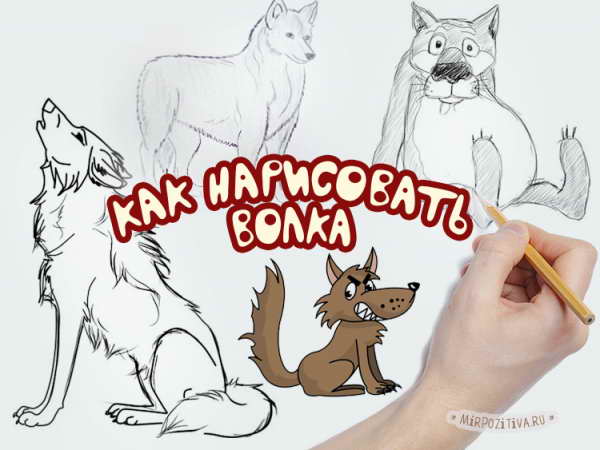 рисуем волка