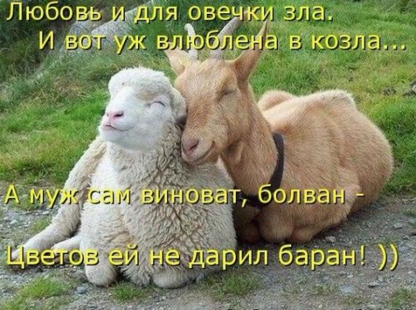 Стерва и чмо лохи и дураки оскорбительные слова в нашем лексиконе и их происхождение