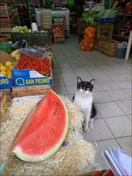 Прикольчики