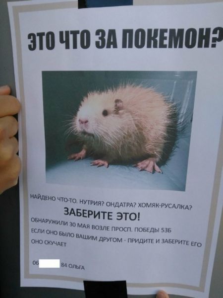 Смешные объявления о пропавших животных Смешные объявления о пропавших животных