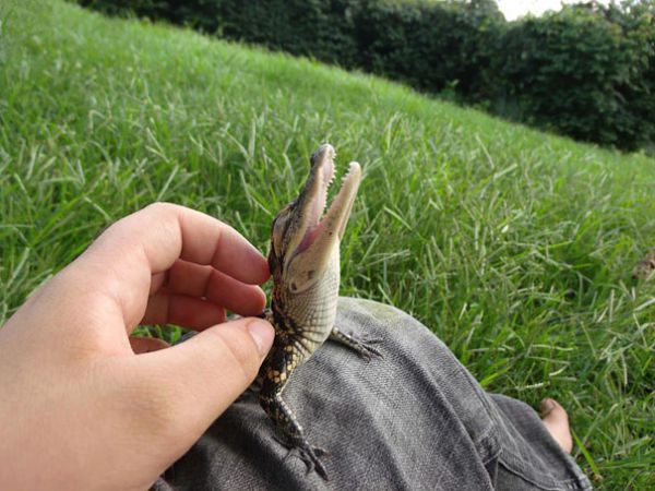 Самые милые детёныши животных
