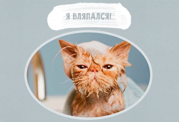 кот