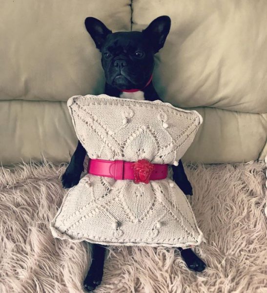 #QuarantinePillowChallenge («Карантинное испытание подушкой») #QuarantinePillowChallenge («Карантинное испытание подушкой»)