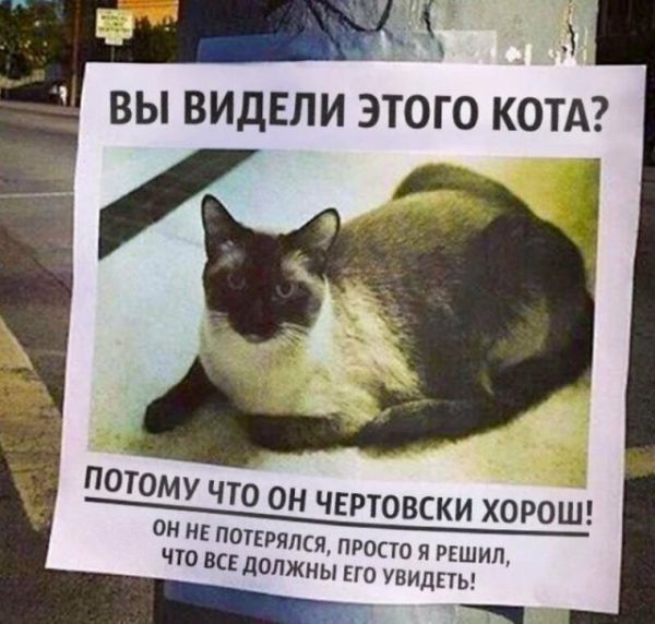 Смешные объявления о пропавших животных