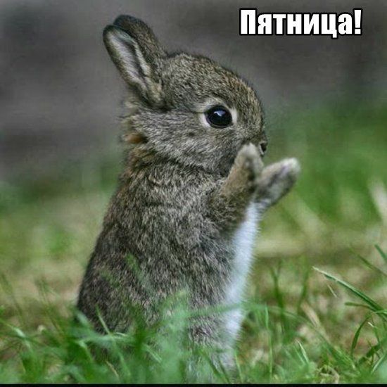 Трынделка - 17.04.2020