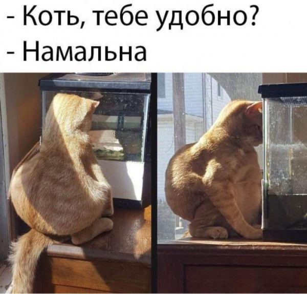Юмор на любителя