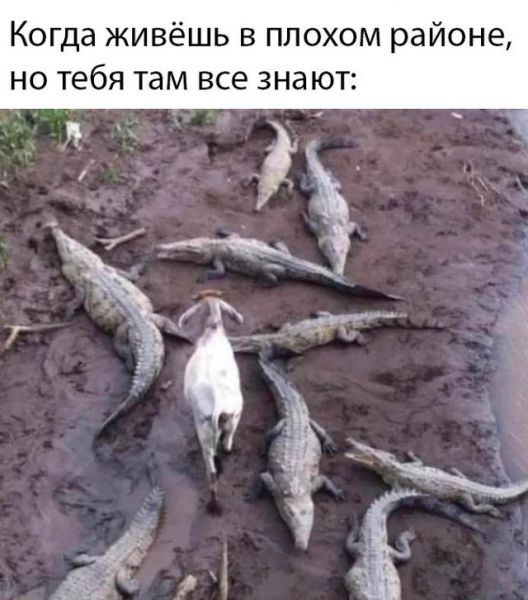 Смешные картинки 10 марта Смешные картинки 10 марта