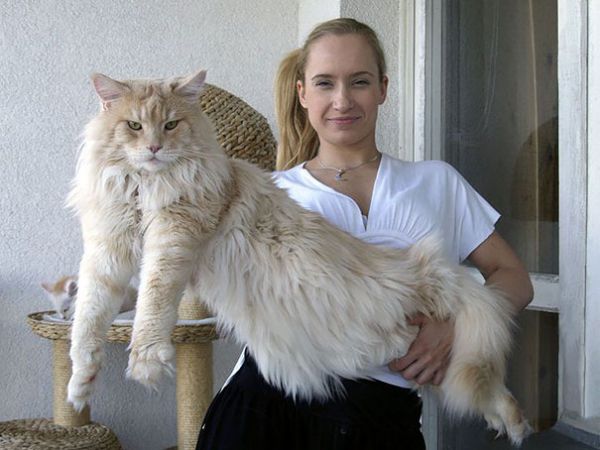 кот мейн-кун