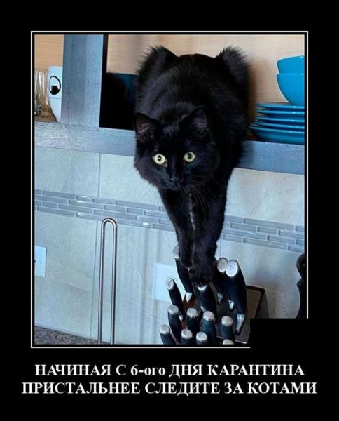 Демотиватор про кота и карантин