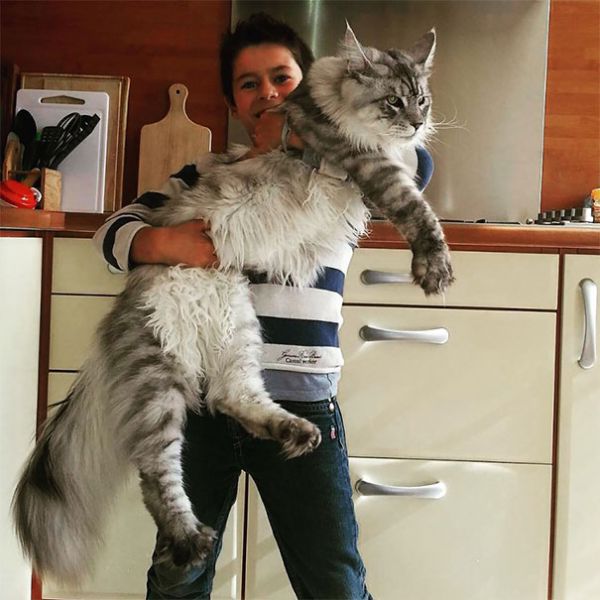 мейн-куны