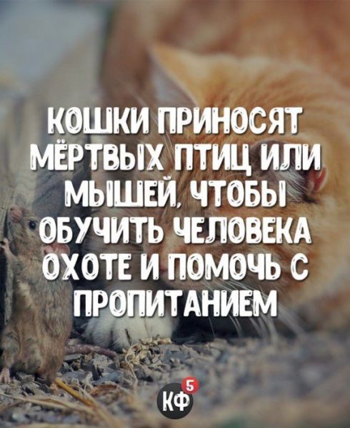 Краткие факты