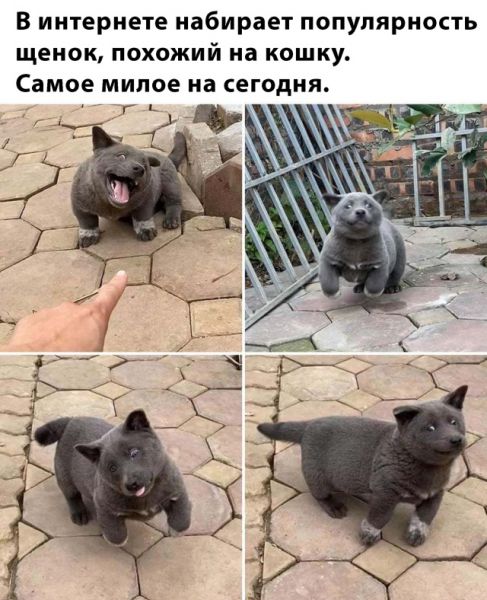 Прикольчики