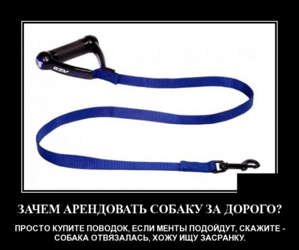 Демотиватор про собаку во время карантина