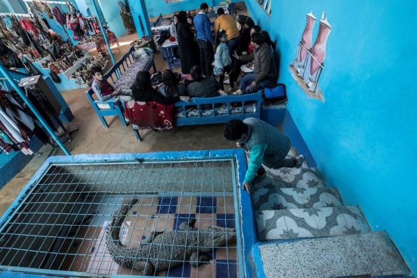 В египетской школе содержат живого крокодила в качестве домашнего животного В египетской школе содержат живого крокодила в качестве домашнего животного