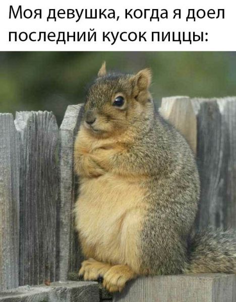 Прикольчики