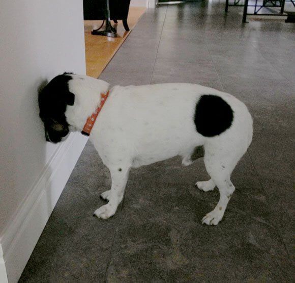 animal9