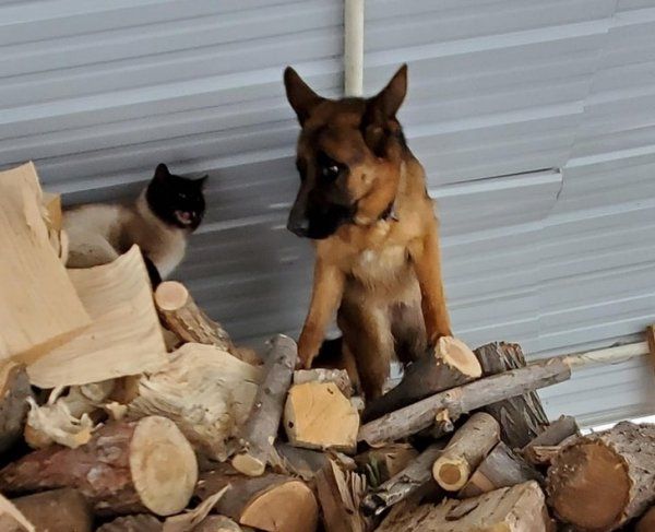 Кот на бревнах