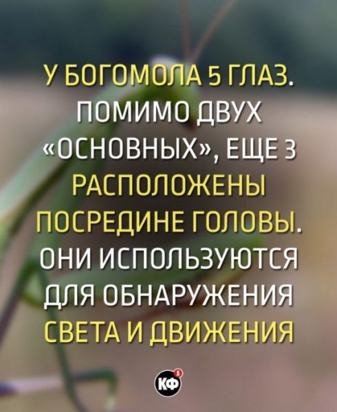 Краткие факты