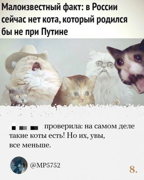 Коты и скачок во времени – как Сеть прореагировала на обнуление президентских сроков Владимира Путин
