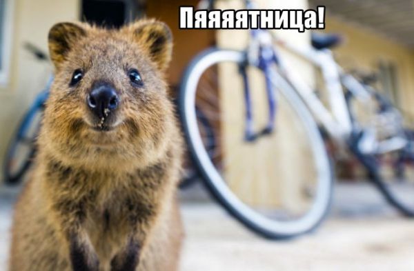 Трынделка - 10.04.2020